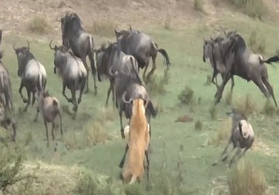 Video: Sư tử cái chọn 1/1.000 con linh dương làm quà cho sư tử đực
