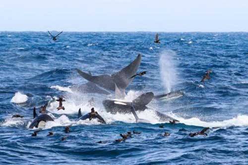 Cá voi xanh 16m bị 70 cá voi sát thủ truy sát và hủy diệt