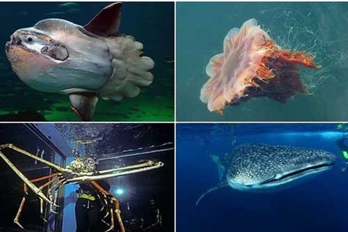 Những loài động vật nào "khủng" nhất dưới đại dương?