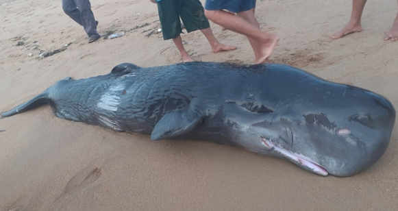 Cá voi trên mình có nhiều vết thương dạt vào bờ biển Tuy Hòa