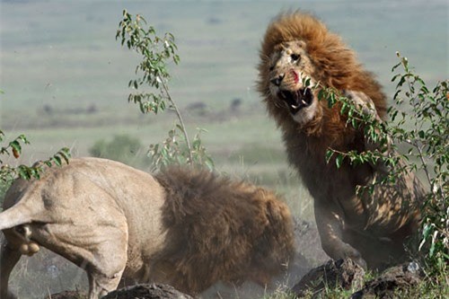 Sư tử đực quyết chiến tranh bạn tình