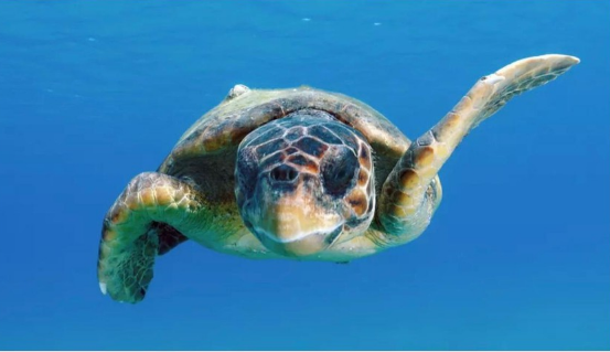 Những con rùa vượt Thái Bình Dương nhờ một "hành lang" bí ẩn