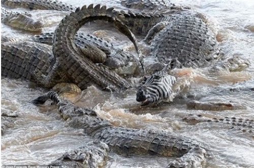 Hơn 40 con cá sấu xé xác ngựa vằn