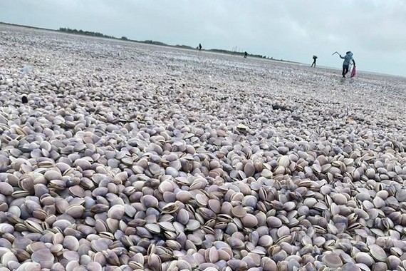 Nam Định: Hàng nghìn tấn ngao dạt vào bờ biển 