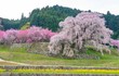 Cây hoa anh đào “nhỏ lệ” ở Nhật cuốn hút bởi sự thơ mộng 