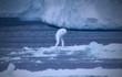 Bí ẩn quái vật biển “hình người“ thoắt ẩn thoắt hiện ở Nam Cực