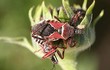 Tròn mắt kinh ngạc 7 sát thủ nguy hiểm nhất thế giới côn trùng