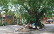 Độc đáo những cây cổ thụ khủng, kỳ dị trên đường phố Hà Nội