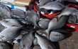 Loại cá ở Việt Nam nghe tên... ai cũng tránh xa, nay bán 200.000/kg