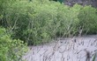 Những cánh rừng ngập mặn chống biến đổi khí hậu tuyệt đẹp ở Cát Bà