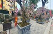 Hà Nội: Hình ảnh trầm lắng ở chợ hoa Tết trên đường Lạc Long Quân
