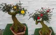 Mãn nhãn hồng bonsai giả cổ hơn nửa triệu đồng chơi Têt
