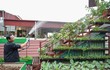 Mãn nhãn vườn rau 200 triệu trên sân thượng của ông bố Hà Nội