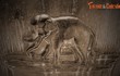 Các loài vật “Sách Đỏ” nào xuất hiện trên Cửu Đỉnh nhà Nguyễn? (2)