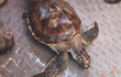 Người dân Vân Đồn thả rùa 10kg về biển: Quý hiếm sao? 