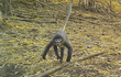 Phát hiện “khỉ ma” ở vùng sông Mê Kông: Loài cực hiếm! 