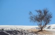 Cảnh tượng cực hiếm: Băng tuyết bất thường phủ trắng sa mạc Sahara
