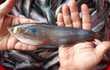 Việt Nam có loài cá từng bị chê, nay bắt về bán 600.0000 đồng/kg