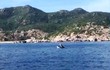Cá voi xuất hiện, lặn ngụp ở vịnh Cam Ranh: Loài cực linh thiêng!