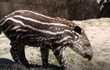 Tận mục lợn vòi siêu quý hiếm vừa chào đời tại vườn thú Anh 