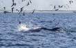 Cá voi liên tục xuất hiện ở biển Đề Gi: Tín hiệu đáng mừng! 