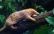 TP.HCM tiếp nhận tê tê Java: Động vật rừng nguy cấp! 