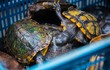 Thả 62 cá thể rùa về tự nhiên, toàn loài quý hiếm nguy cấp 