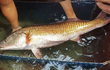 Thế giới cũng phải thèm khát loài cá đắt đỏ nhất Việt Nam này!