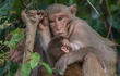 Bảo tồn 3 loài khỉ Macaca ở Vườn quốc gia Bến En: Cực quý hiếm!