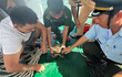 Rùa biển sa lưới ngư dân Bình Định: Loài cực kỳ nguy cấp!