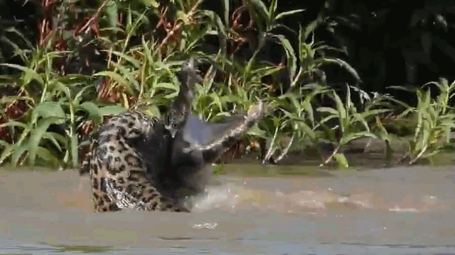 Video: Báo đốm phi thân xuống nước đoạt mạng cá sấu nhanh như chớp