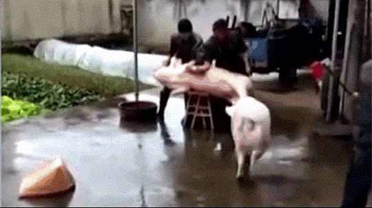 Video: Lợn xông vào tấn công người giải cứu đồng loại sắp bị thịt