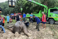 Cuộc giải cứu cặp voi mẹ con đầy kịch tính ở Thái Lan