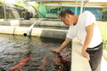 Đánh liều nuôi cá Koi Nhật Bản, cựu binh kiếm hàng trăm triệu 