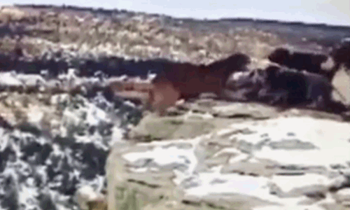 Video: Bị đàn chó dồn vào đường cùng, báo sư tử ngã xuống vực
