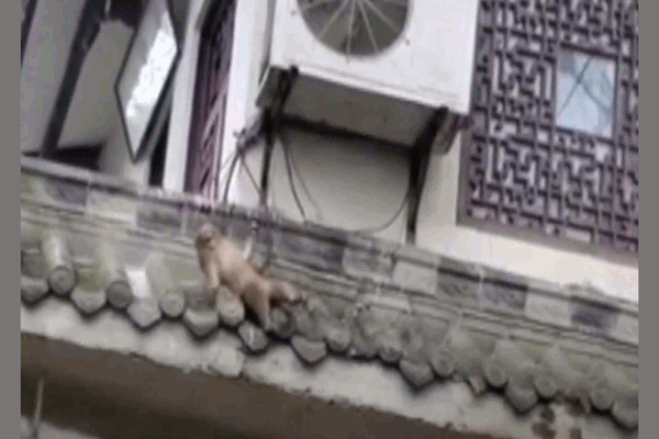 Video: Khỉ liều chết trèo lên mái nhà cứu bạn bị điện giật và cái kết