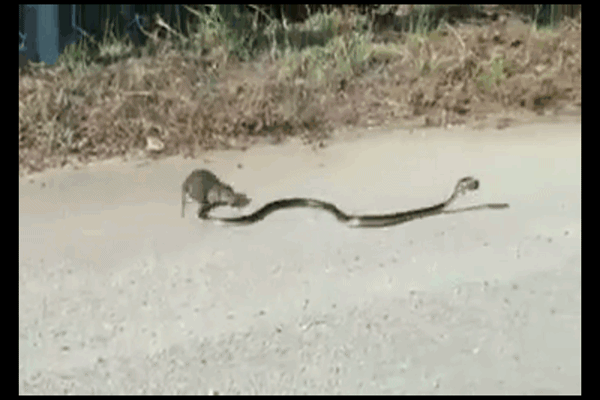 Video: Chuột mẹ điên cuồng “tử chiến” rắn độc giành lại con và cái kết