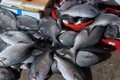 Loại cá ở Việt Nam nghe tên... ai cũng tránh xa, nay bán 200.000/kg