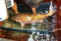 Loài cá có ở Việt Nam cả thế giới săn đón, bụng chứa thứ quý như vàng