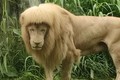 Sư tử ở sở thú Quảng Châu có kiểu “tóc” kỳ quái, sở thú nói gì?