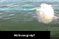 Video: Phát hiện loài cá kỳ dị ở gần bờ biển Mỹ