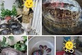 Xôn xao hình ảnh mai rùa phóng sinh khắc tên gia đình Thủy Tiên?