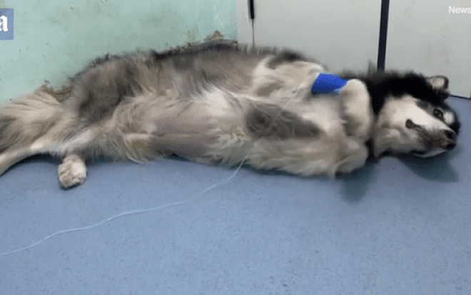 Video: Chó hấp hối vẫn cố vẫy tay chào chủ nhân 