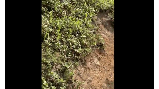 Video: Rắn lao ra khỏi bụi rậm, phi thân tấn công người leo núi