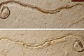 Hóa thạch rắn khổng lồ 35 triệu năm được khai quật, chuyên gia kinh ngạc