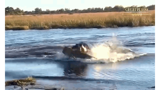 Video: Xâm phạm lãnh thổ của hà mã, sư tử đực suýt bị ngoạm nát người