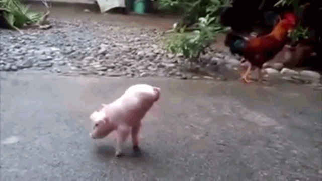 Clip: Cận cảnh chú lợn có 2 chân vẫn kiên cường tập đi