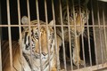 Những vụ nuôi nhốt, buôn bán Hổ rúng động tại Việt Nam