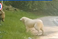 Video: Chú chó đuổi gấu bảo vệ chủ