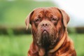 Top 5 giống chó khổng lồ nhất hành tinh, con người phải e sợ